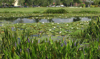 Example of Stormwater Management